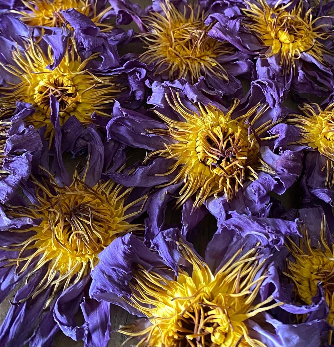 Blauwe Lotus Hele Bloemen- 25gr gedroogde hele bloemen - Waking Herbs (Blue Lotus / Nymphaea caerulea) - Blauwe Lotus Thee (EAN: 8721249297205)